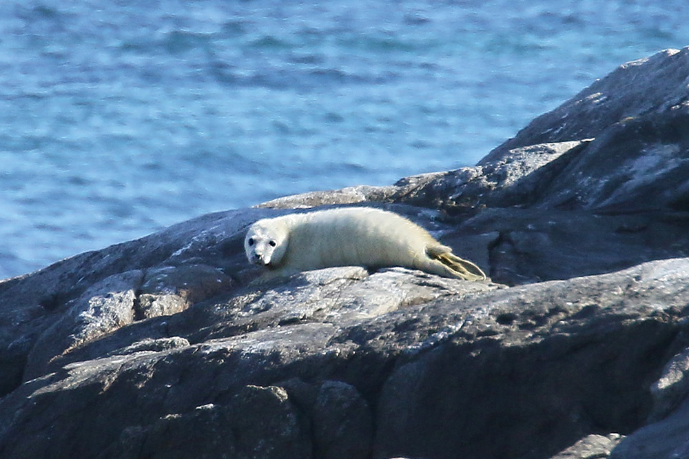 Atlantic Grey Seal by Mick Dryden