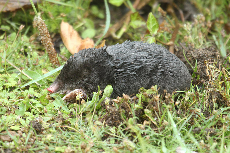 Mole by Mick Dryden