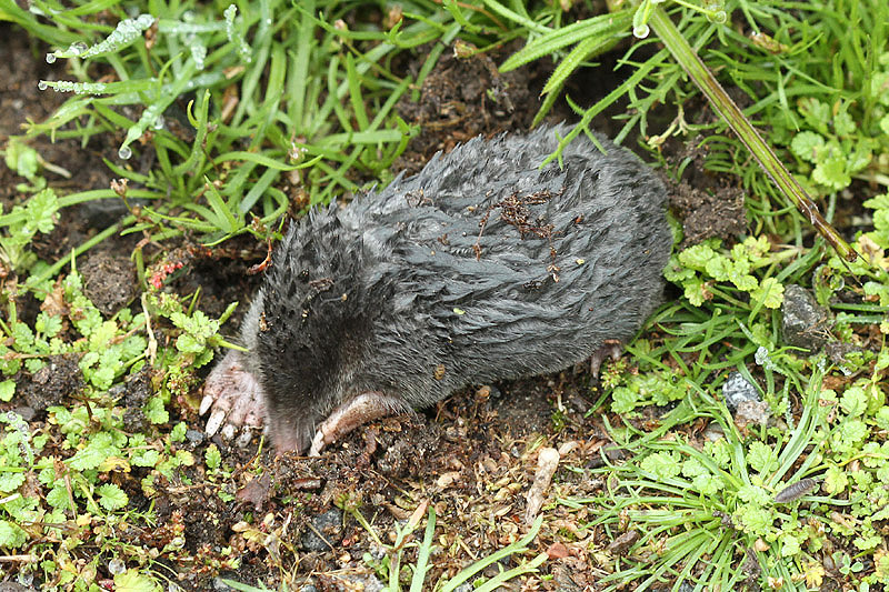 Mole by Mick Dryden