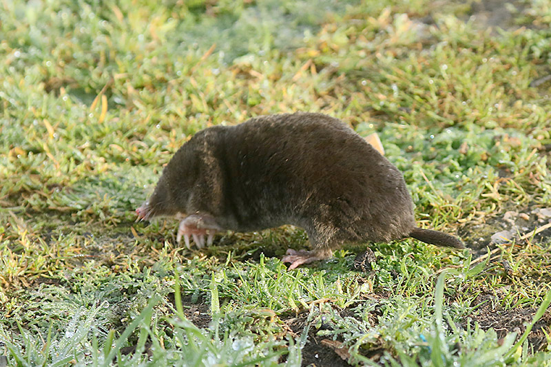 Mole by Mick Dryden