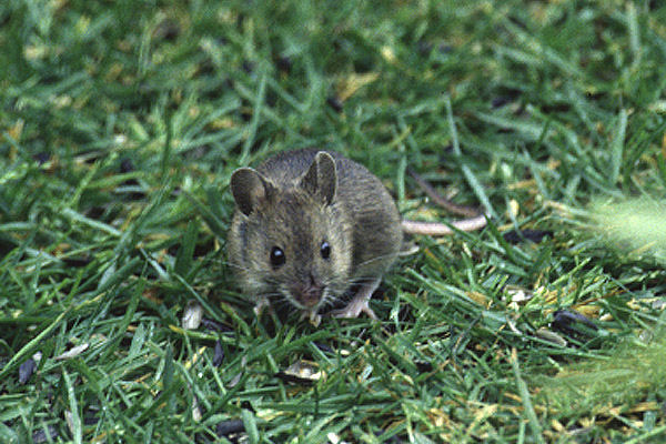 House Mouse by Mick Dryden