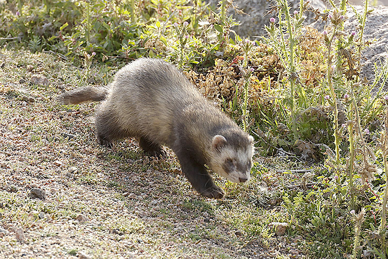 Polecat Ferret by Mick Dryden