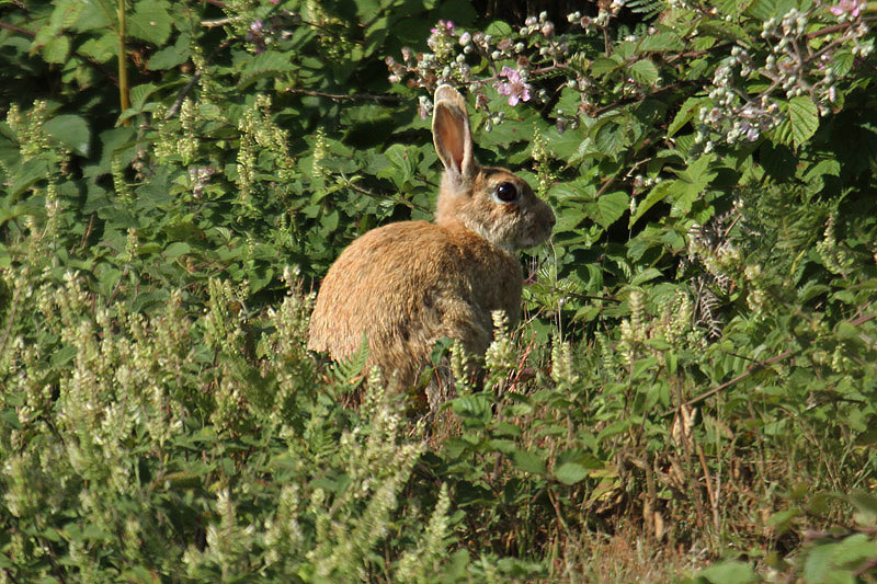 Rabbit by Mick Dryden