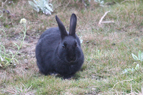 Rabbit by Mick Dryden