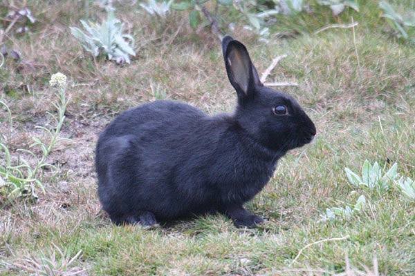 Rabbit by Mick Dryden