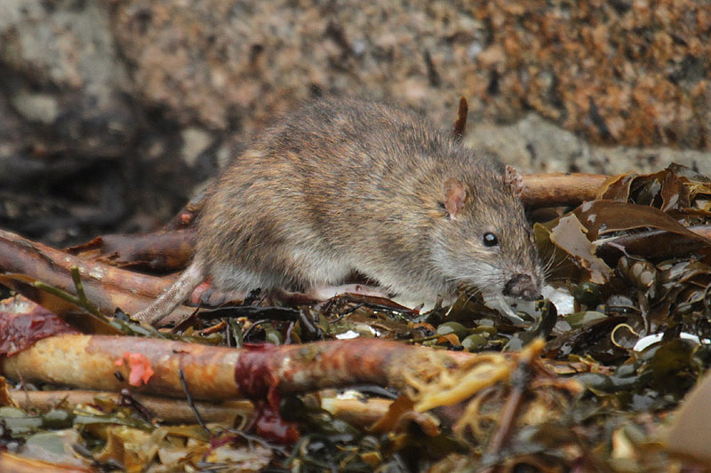 Brown Rat by Mick Dryden