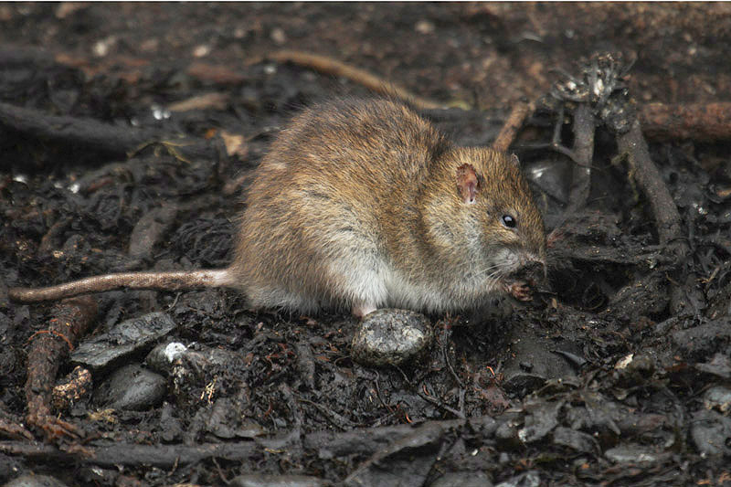 Brown Rat by Mick Dryden