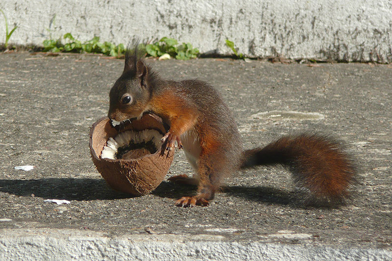 Red Squirrel by David Buxton