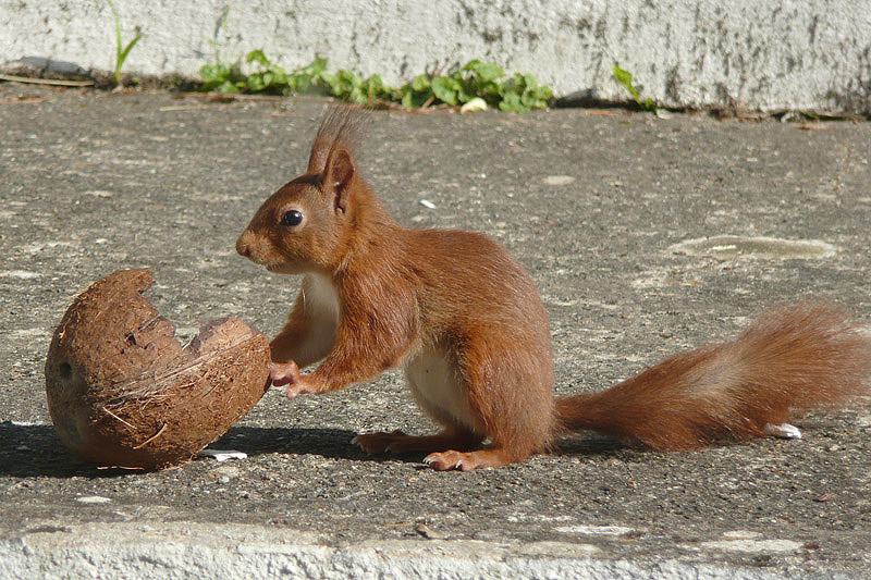 Red Squirrel by David Buxton