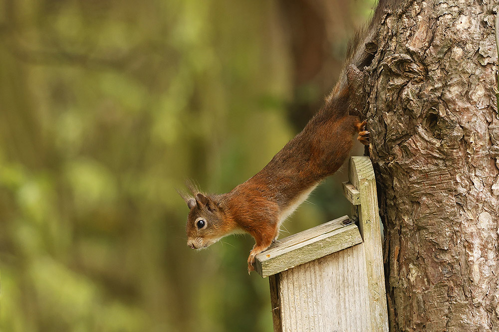 Red Squirrel by Mick Dryden