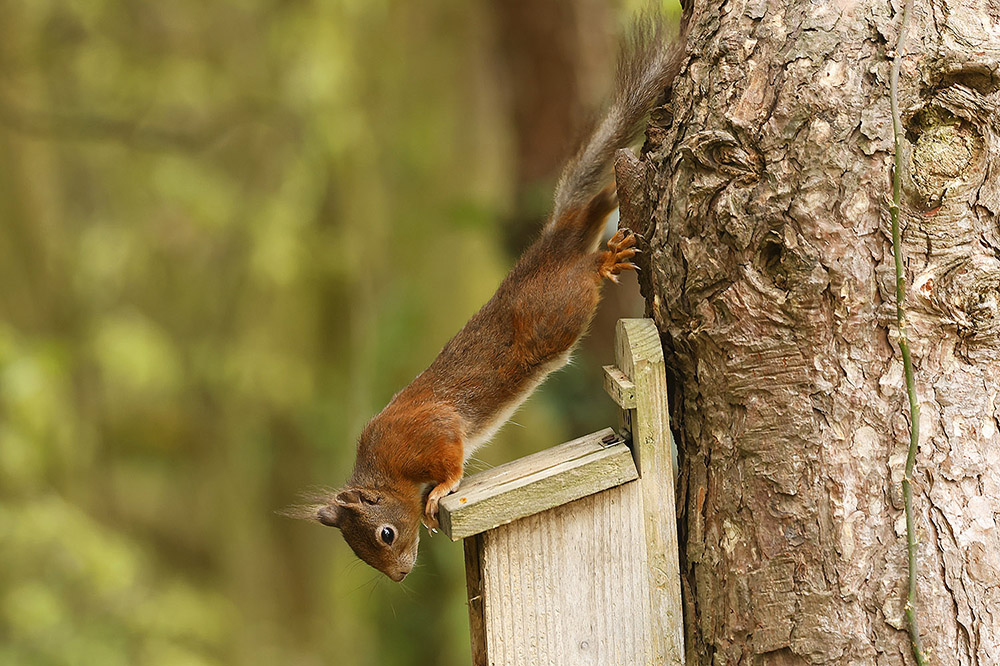 Red Squirrel by Mick Dryden