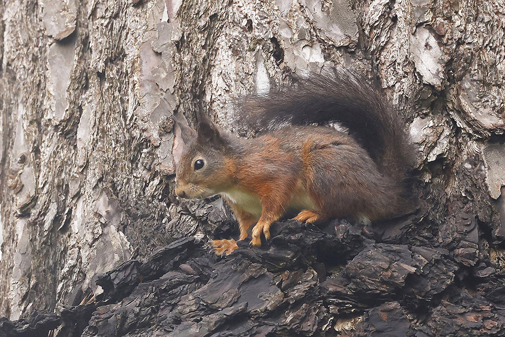 Red Squirrel by Mick Dryden