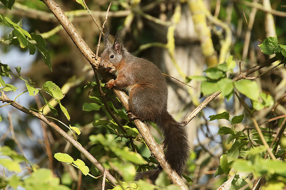 Red Squirrel by Mick Dryden