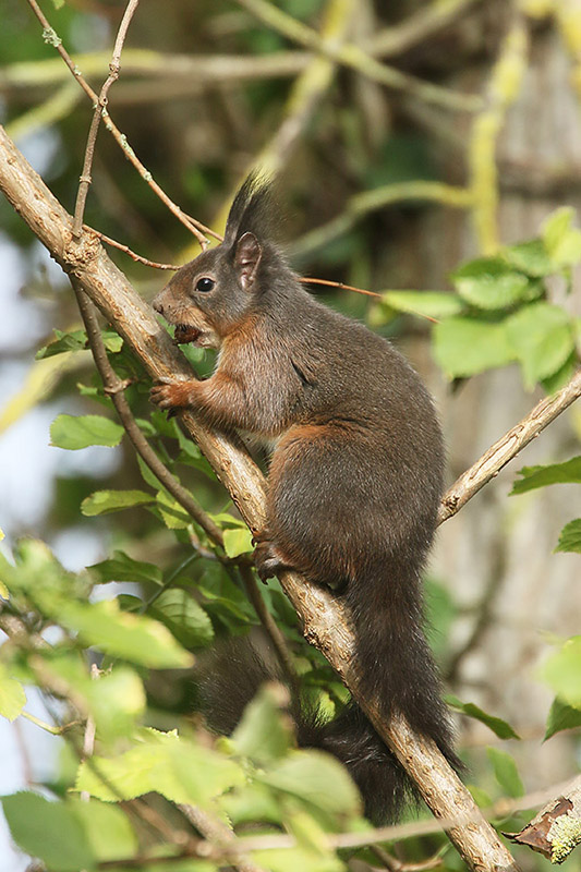 Red Squirrel by Mick Dryden