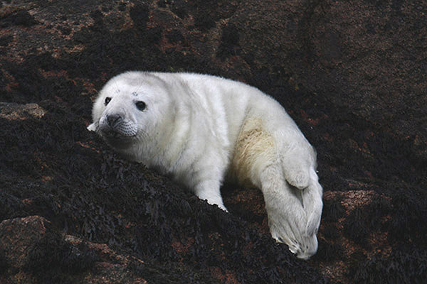 Atlantic Grey Seal by Mick Dryden