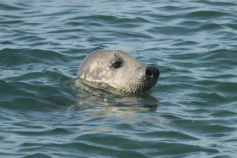 Grey Seal by Mick Dryden