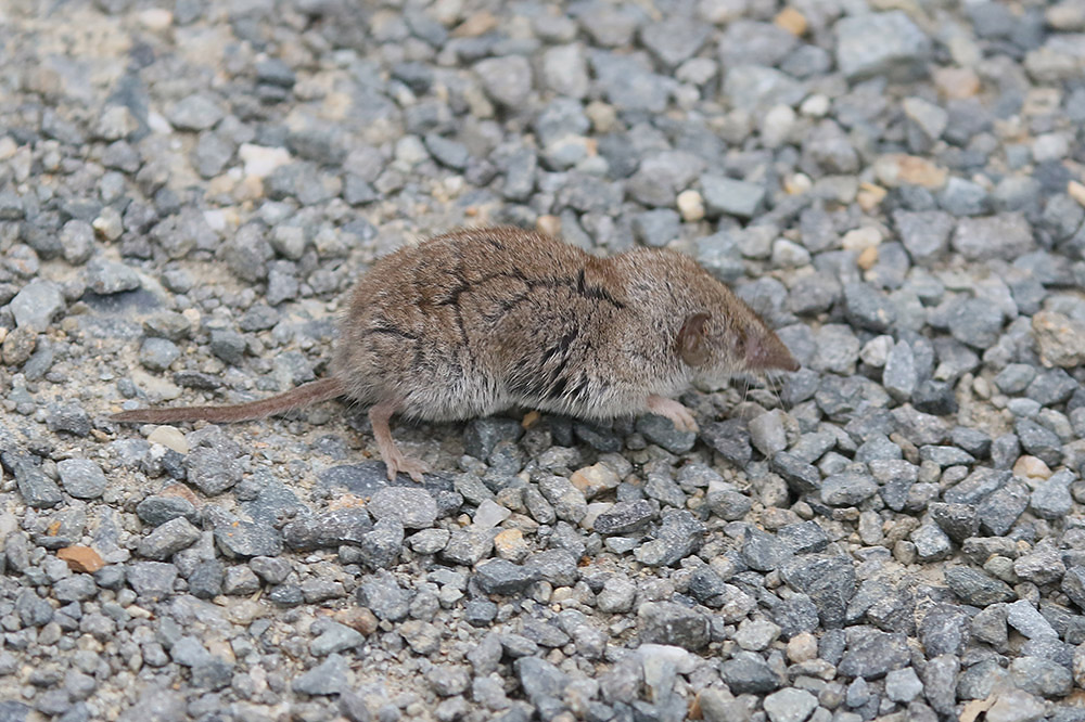 Shrew sp by Mick Dryden