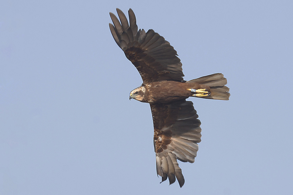 Marsh Harrier by Mick Dryden