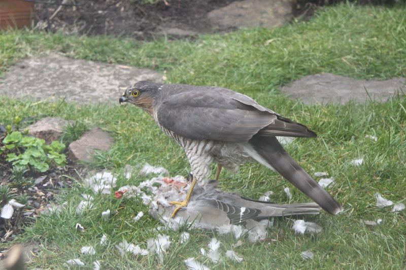 Sparrowhawk