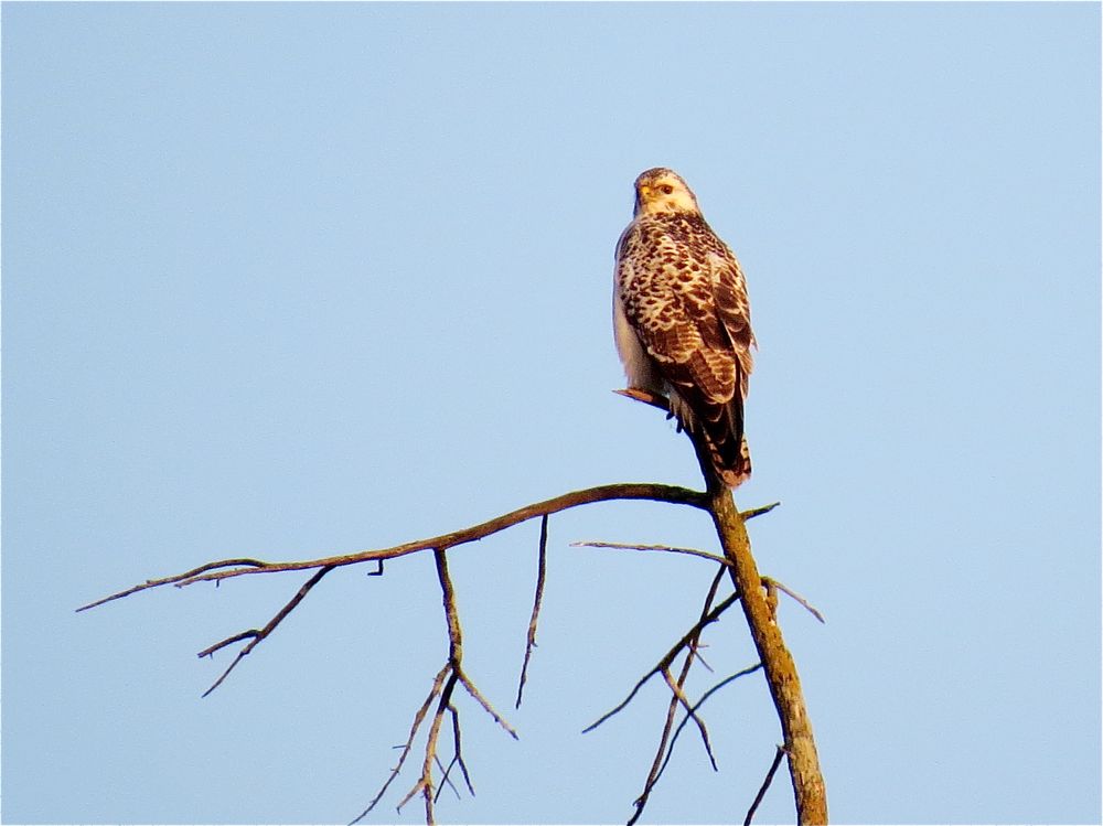 pale Common Buzzard by Alan Gicquel