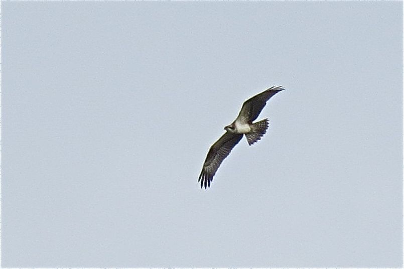 Osprey by Alan Gicquel