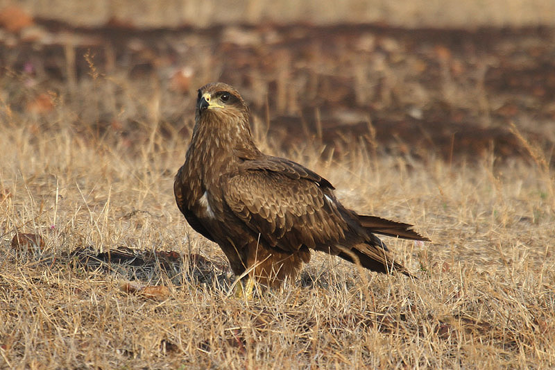 Black Kite by Mick Dryden