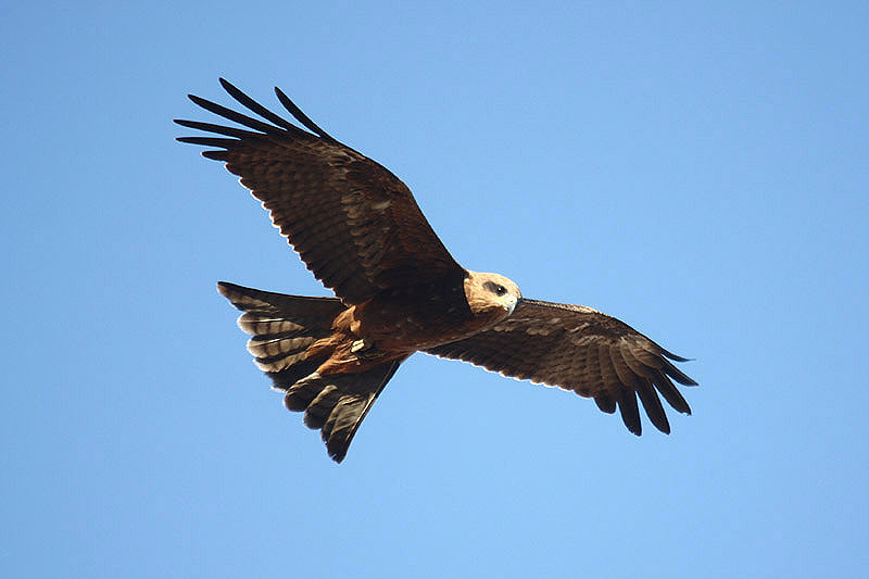 Black Kite by Mick Dryden