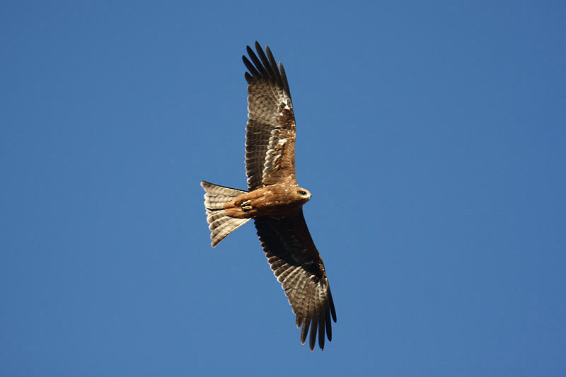 Black Kite by Mick Dryden