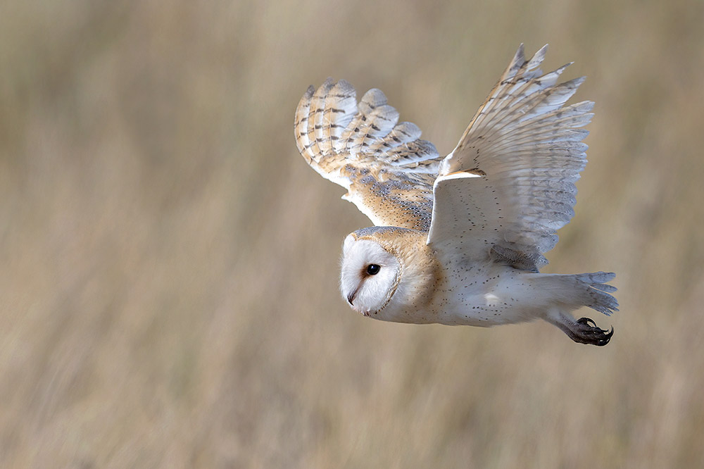 Barn Owl by Romano da Costa