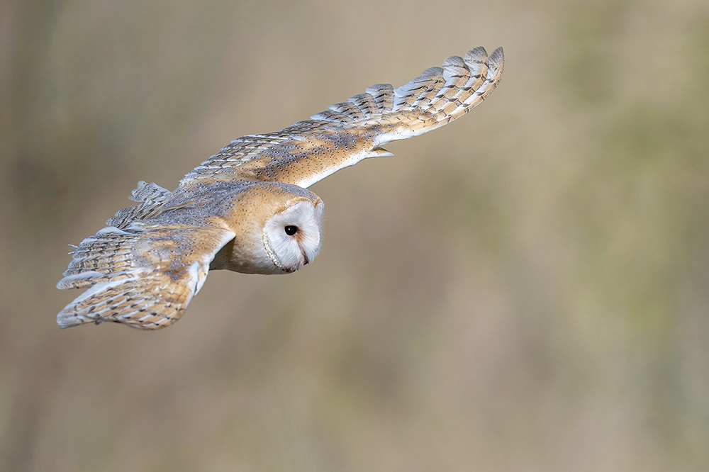 Barn Owl by Romano da Costa