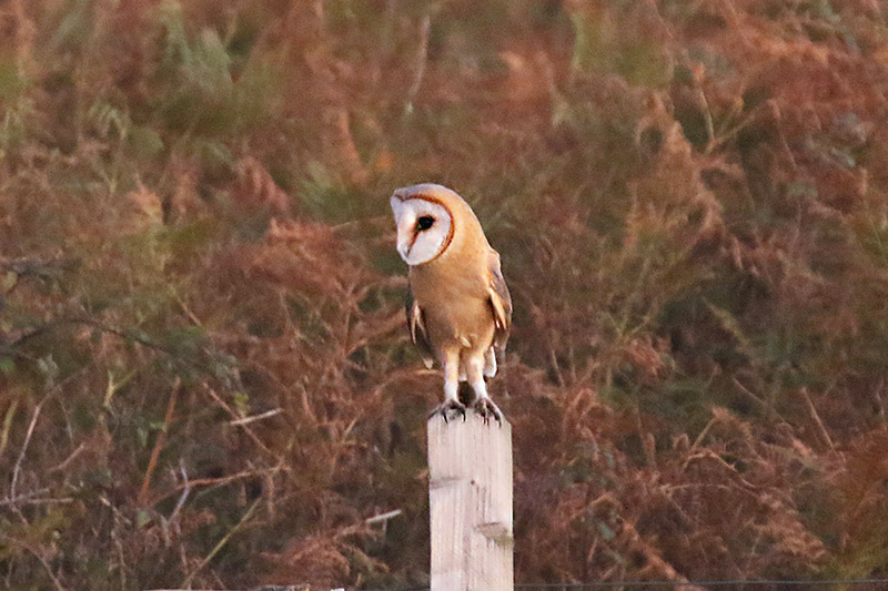 Barn Owl by Mick Dryden