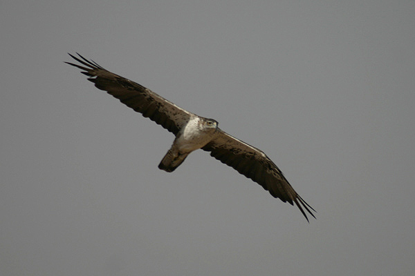 Bonelli's Eagle by Mick Dryden