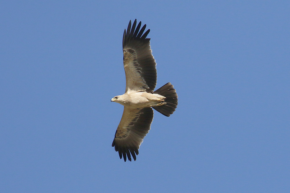 Booted Eagle by Mick Dryden