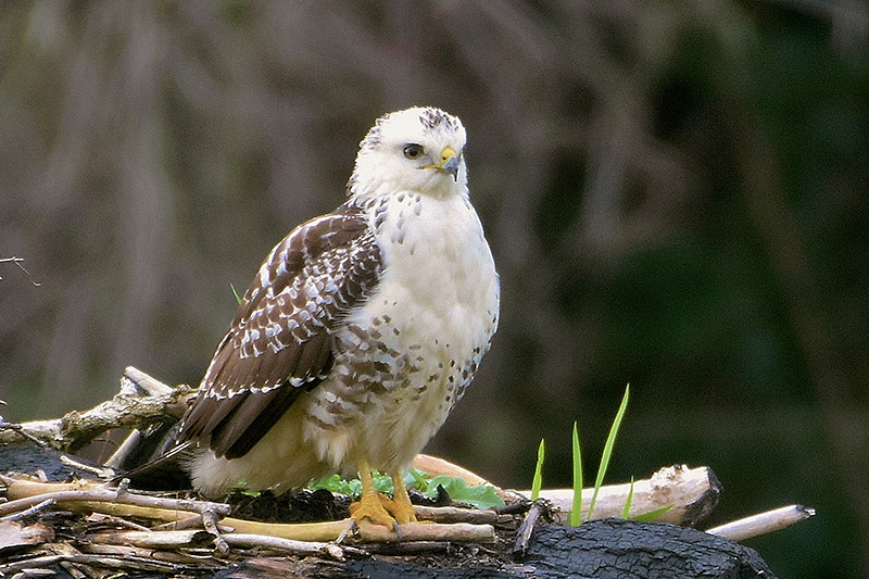 Common Buzzard by Alan Gicquel