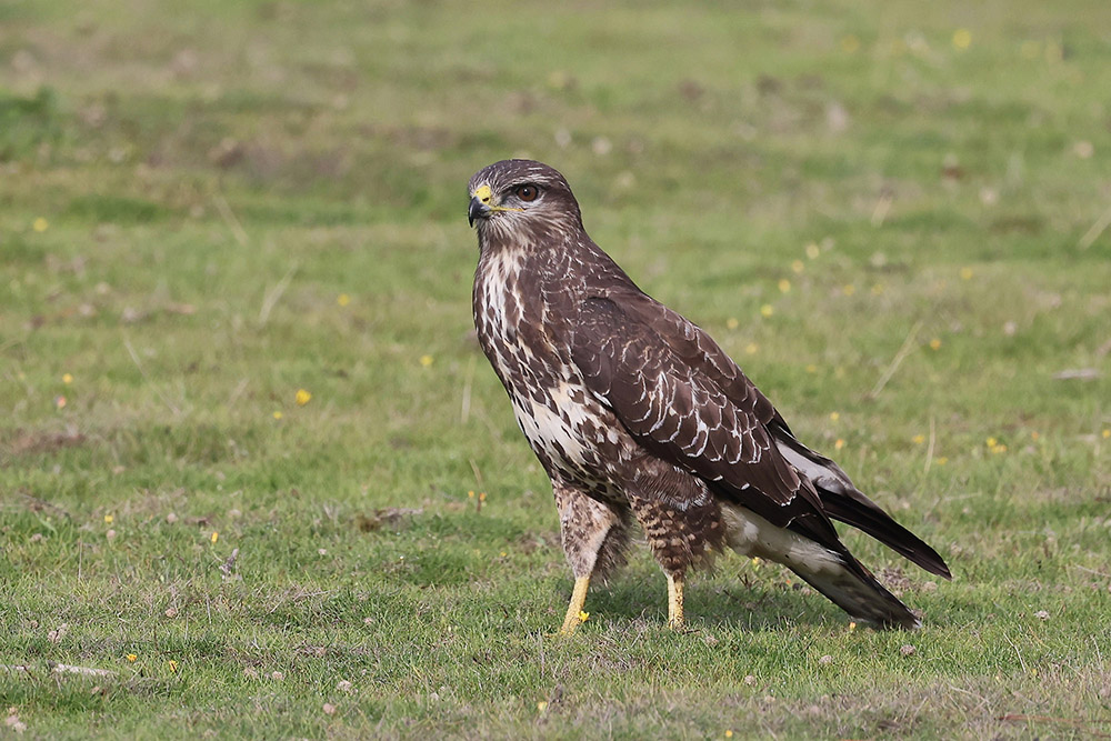 Buzzard by Tony Paintin