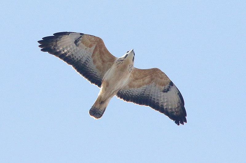 Buzzard by Mick Dryden