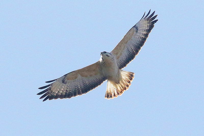 Buzzard by Mick Dryden