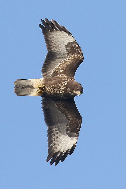 Common Buzzard by Mick Dryden