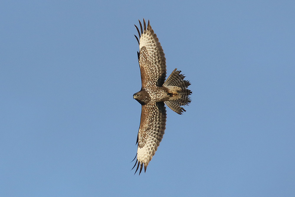 Common Buzzard by Mick Dryden