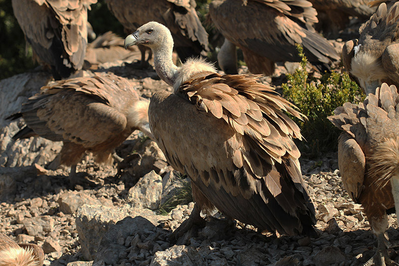 Griffon Vulture by Mick Dryden