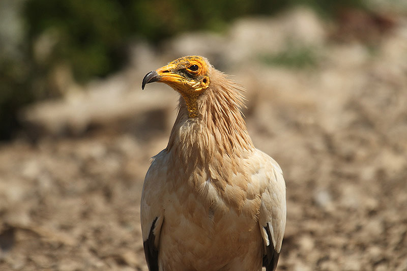 Egyptian Vulture by Mick Dryden