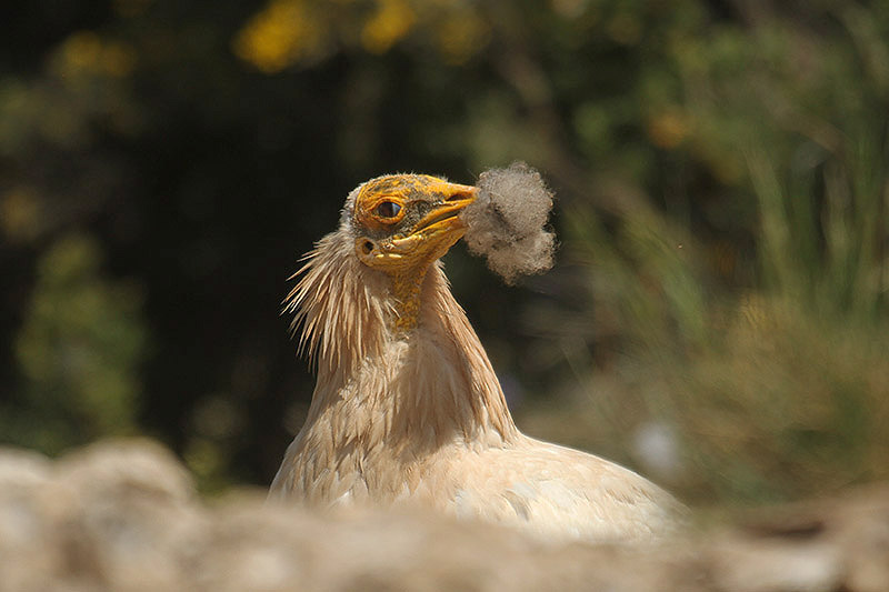 Egyptian Vulture by Mick Dryden