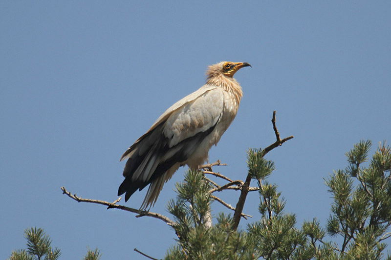 Egyptian Vulture by Mick Dryden