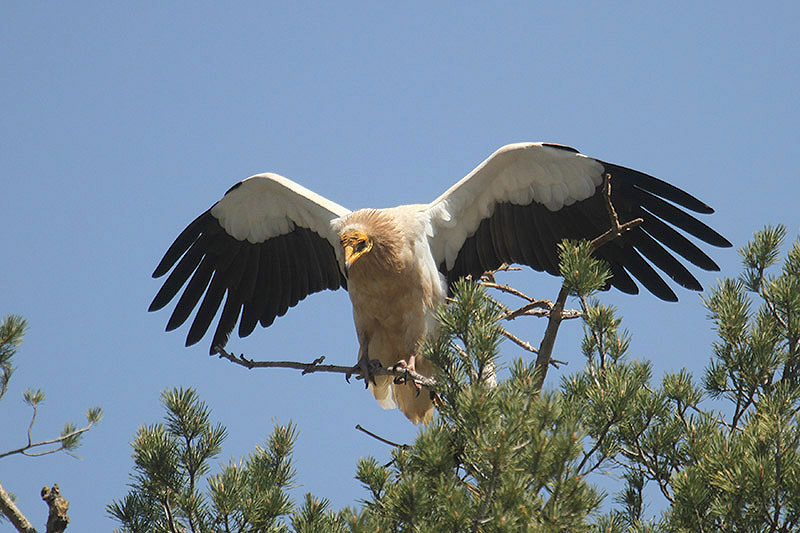 Egyptian Vulture by Mick Dryden