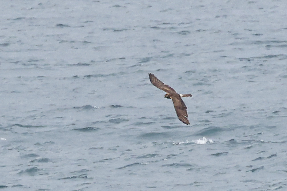 Montagus Harrier by Mick Dryden