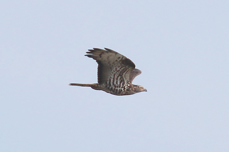 Honey Buzzard by Mick Dryden