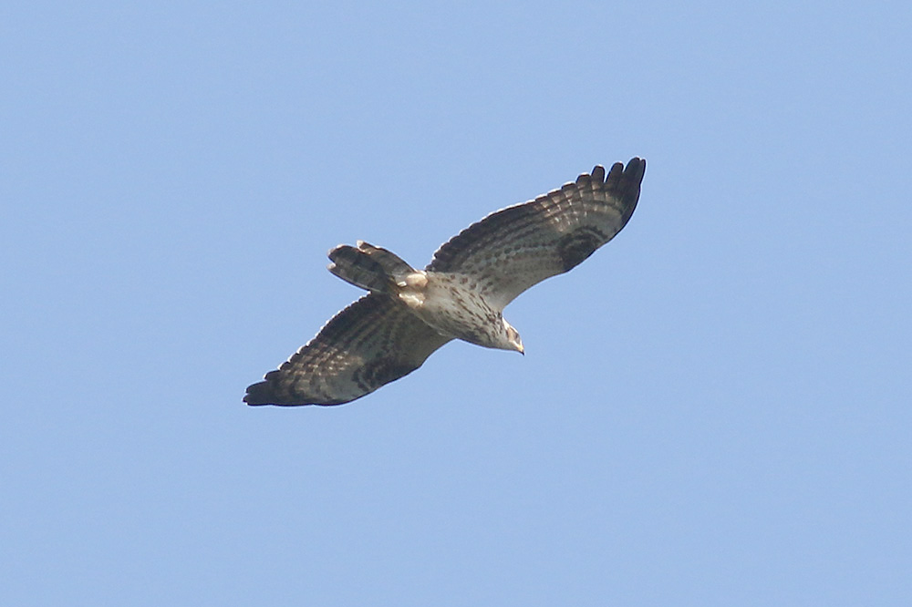 Honey Buzzard by Mick Dryden