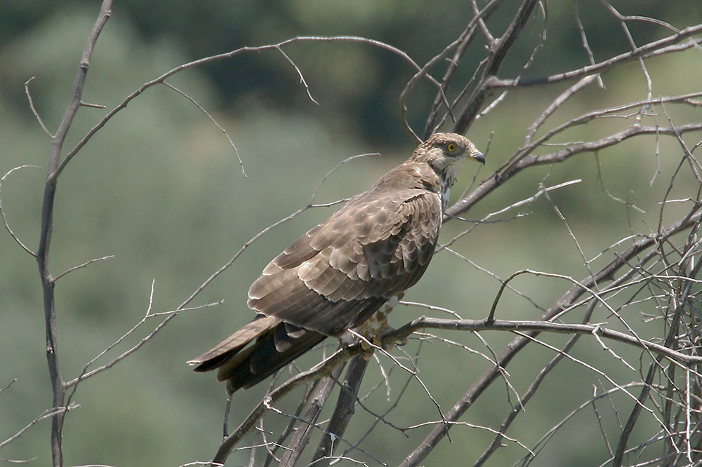 Honey Buzzard by Mick Dryden