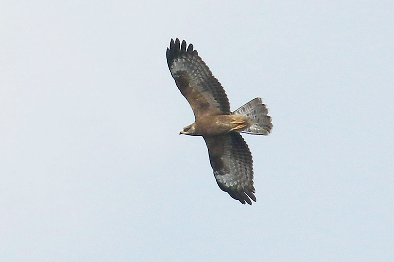 Honey Buzzard by Mick Dryden