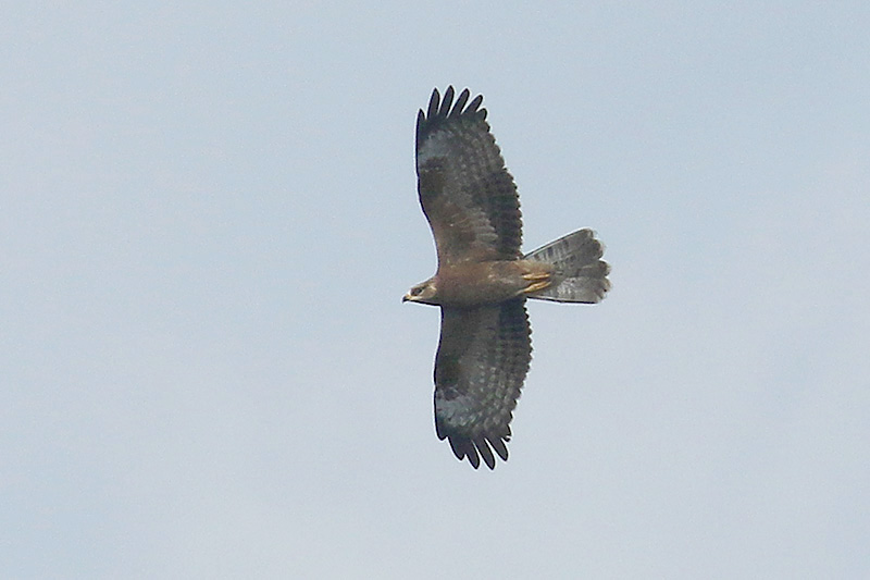 Honey Buzzard by Mick Dryden